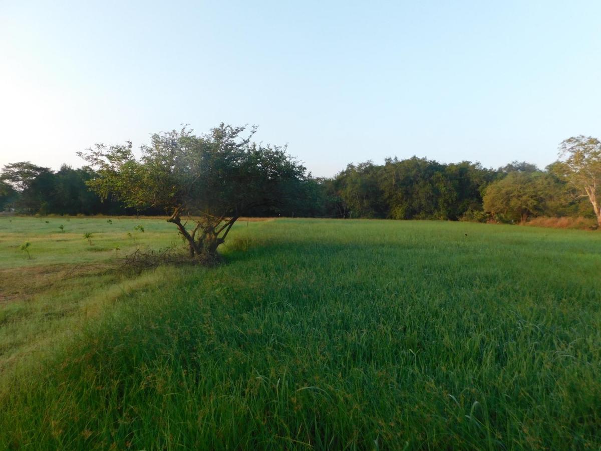 Hotel Kayjay Wild Wilpattu Nationalpark Exterior foto