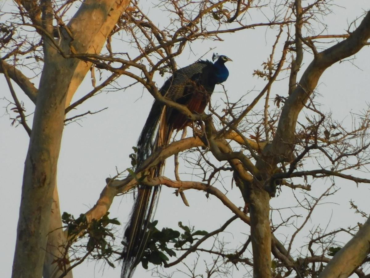 Hotel Kayjay Wild Wilpattu Nationalpark Exterior foto